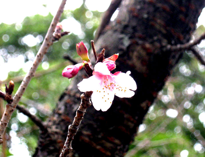 日立紅寒桜